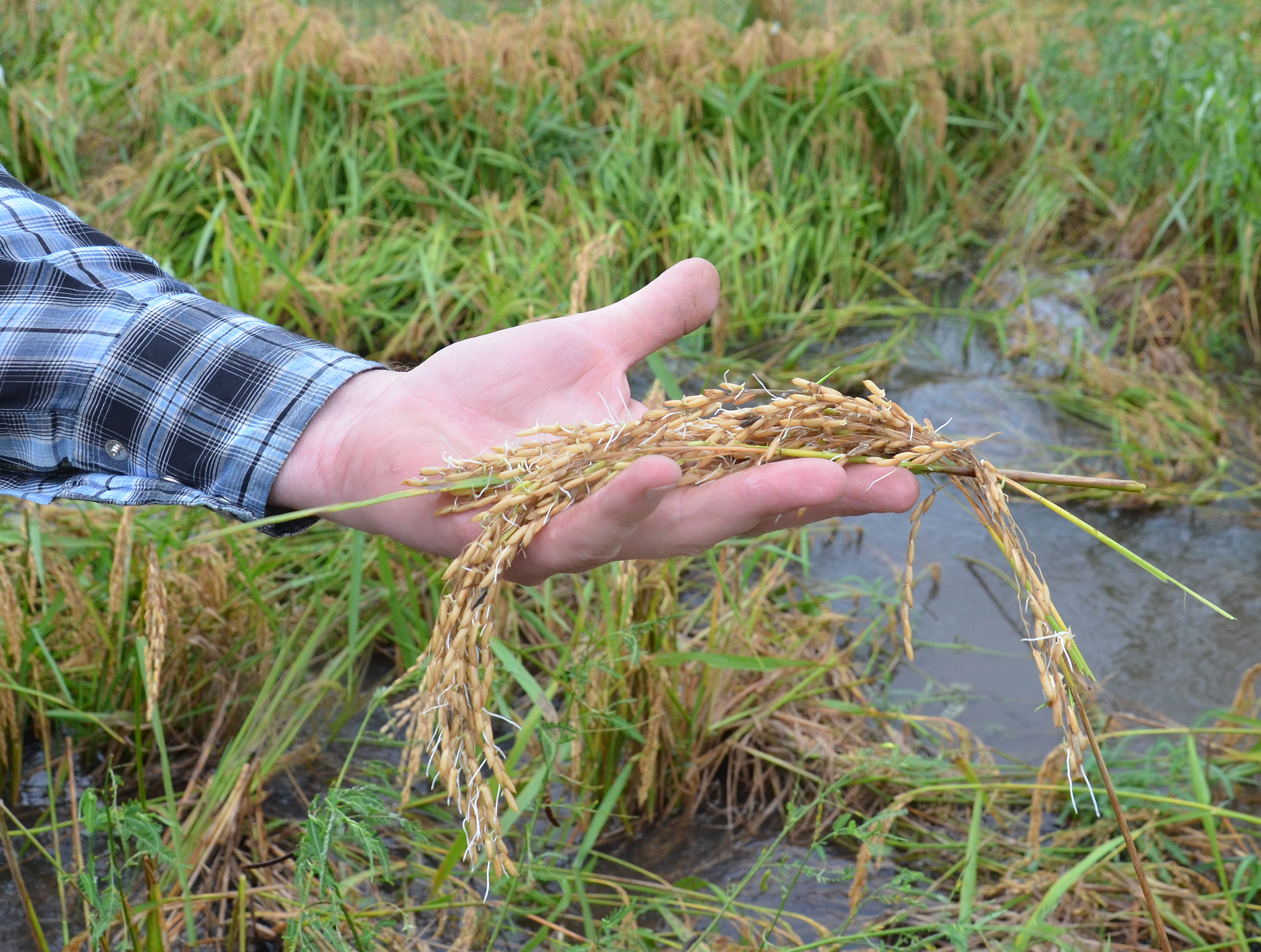 Harvey creates problems for Louisiana farmers 